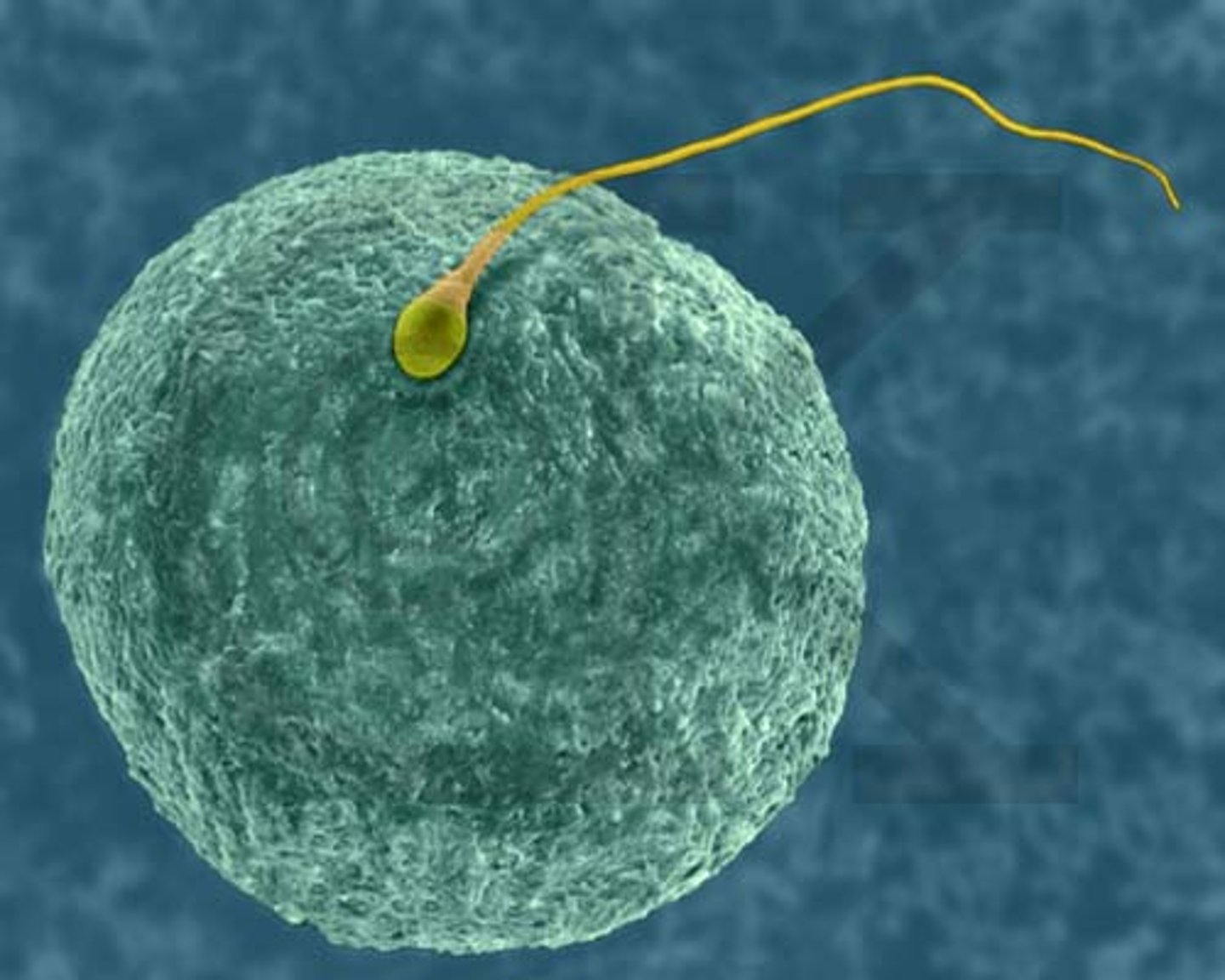<p>Fusion of sperm and oocyte to form a single diploid cell.</p>