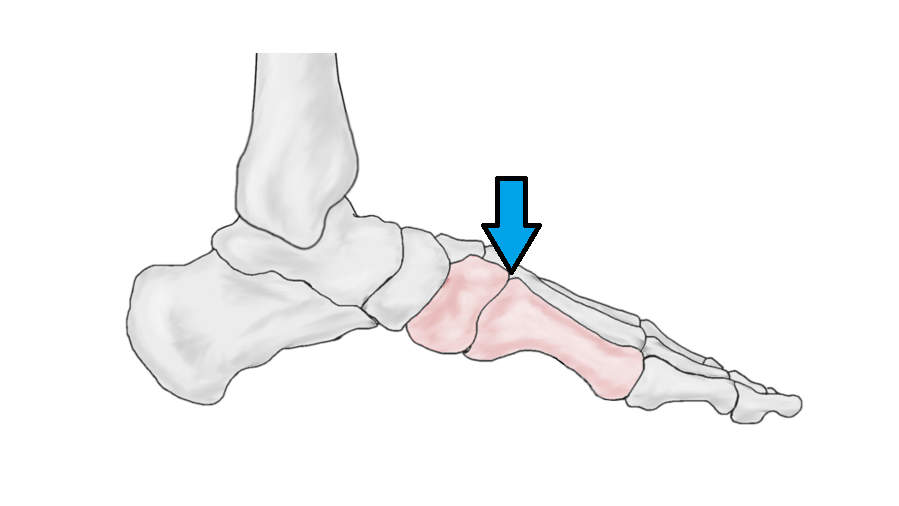 <p>modified condyloid; think wrist meeting thumb</p>