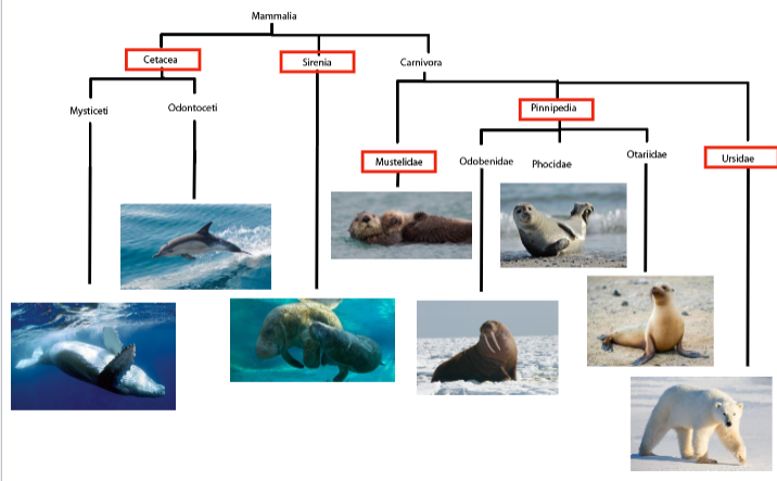 <p>Manatees\</p><p>Pinnipeds</p><p>sea otters</p><p>cetaceans</p><p>polarbear</p>