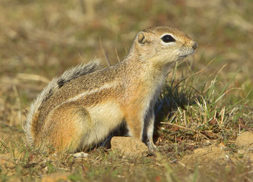 <p>Common Name: Nelson's antelope squirrel</p><p>*Must know skull</p><p>**Skin in lab</p>