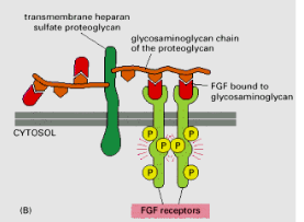 <p>FGF bound to HSPG due to their opposite charges, then bind an activate FGFR1 which is modified and kinase domains activate = downstream signalling</p>