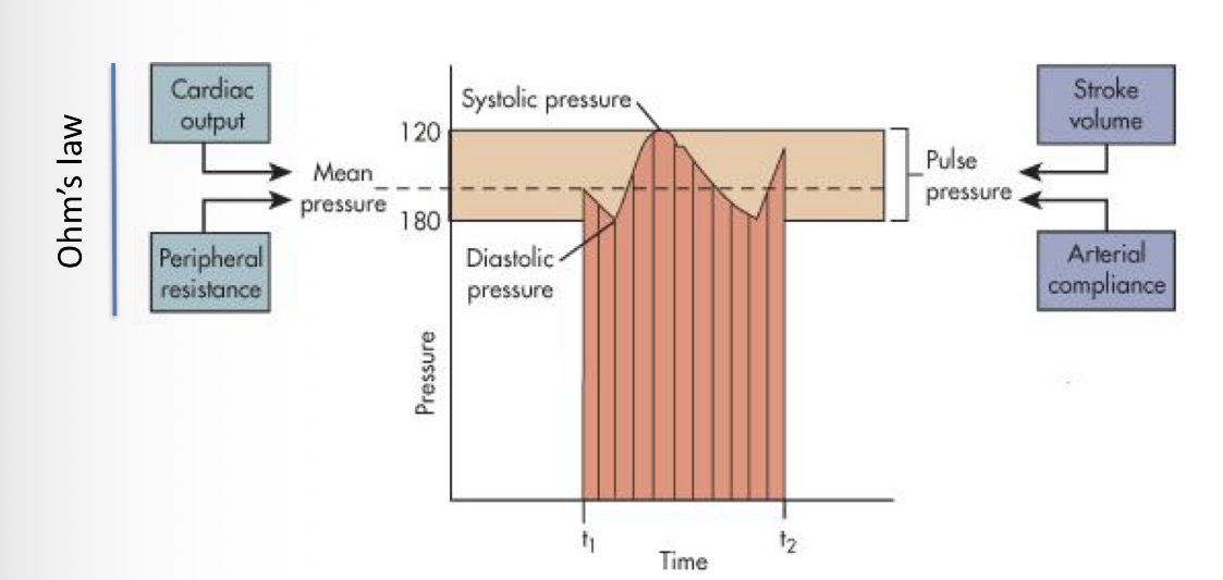 <p>Systolic pressure - the heart contracts</p>