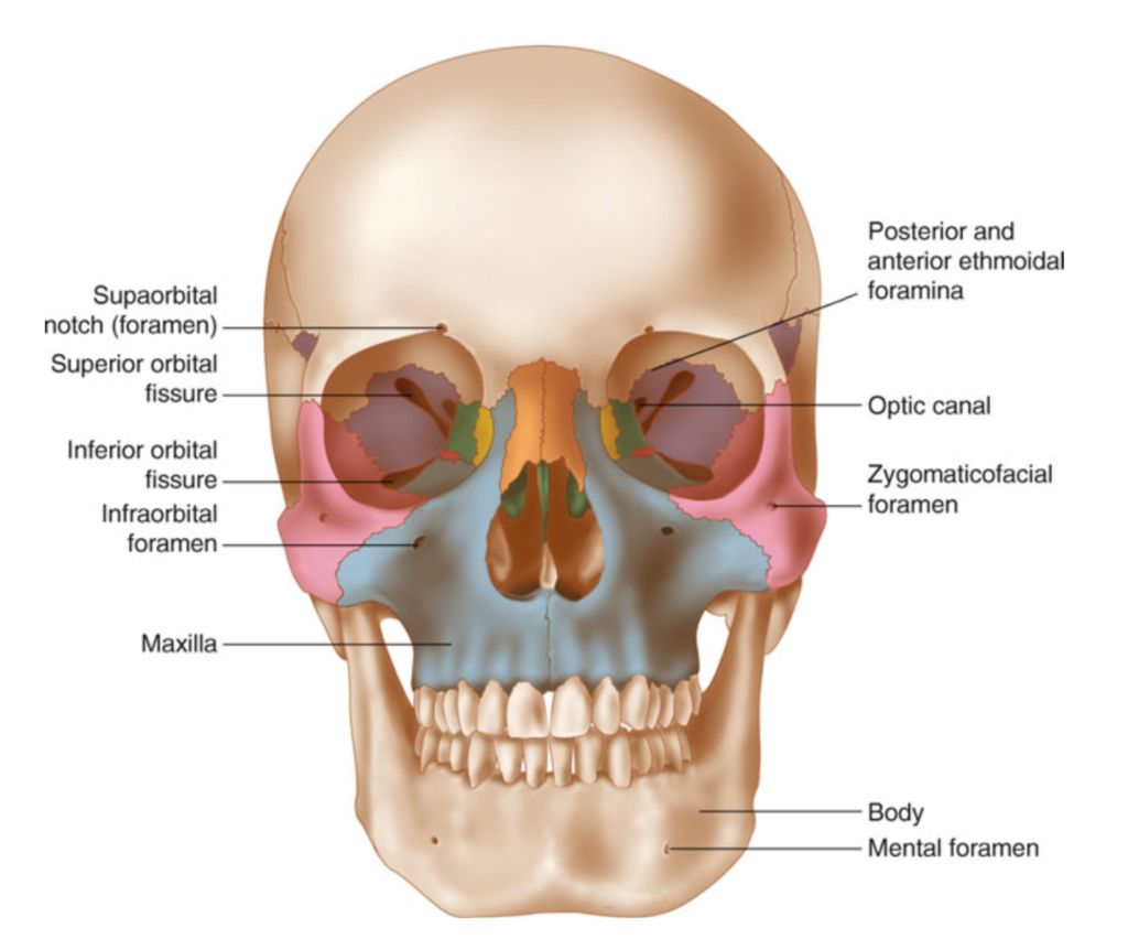 <ol><li><p>swelling over maxilla </p></li><li><p>possible numbness if involvement of the infraorbital foramen and nerve</p></li><li><p>epistaxis (bleeding out of nose)</p></li><li><p>significant malocclusion of teeth and epistaxis with Le Fort fracture </p></li></ol><p>How to manage if…</p><p>no malocclusion or epistaxis: RICE, ibuprofen, refer to physician within 24hrs<br>numbness present: referred for CT scan ASAP to determine proper care </p>