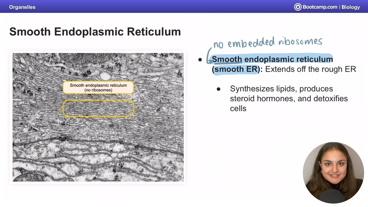 <p>Extension of rough ER </p><p><strong>sythesizes lipids</strong>, <strong>steroid hormones</strong>, and <strong>detoxifies cells</strong></p>