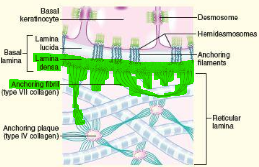 <p>A dense layer containing <mark data-color="#00e056" style="background-color: rgb(0, 224, 86); color: inherit;">anchoring fibrils </mark>that attach to collagen fibrils of the dermis</p><ul><li><p>Bottom layer of the Basal Lamina</p></li></ul><p></p>