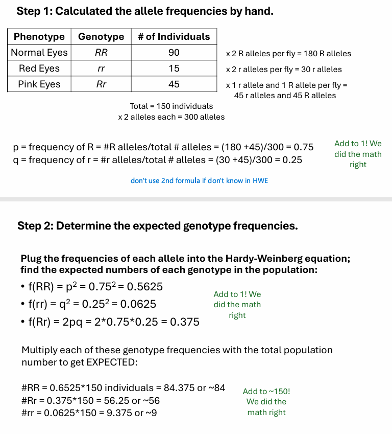 <p>determining HWE example</p>