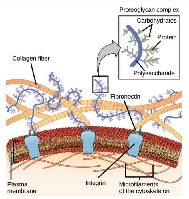 <p>• Protection of cells</p><p class="p1">• Holds cells together</p><p class="p1">• Facilitates cellular communication</p>