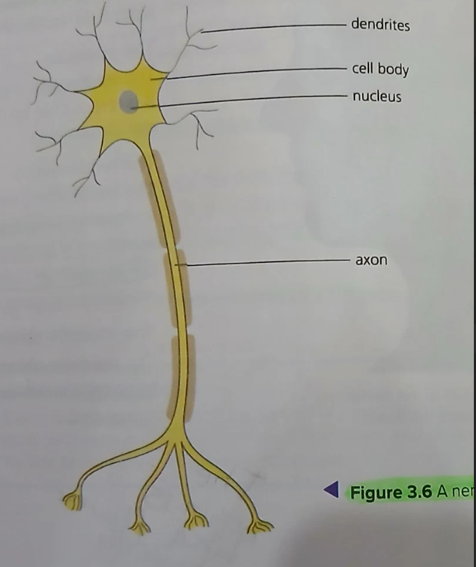 knowt flashcard image