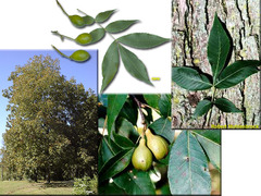 <p>Juglandaceae - Carya glabra</p>