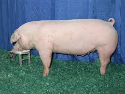 <p>Landrace</p>