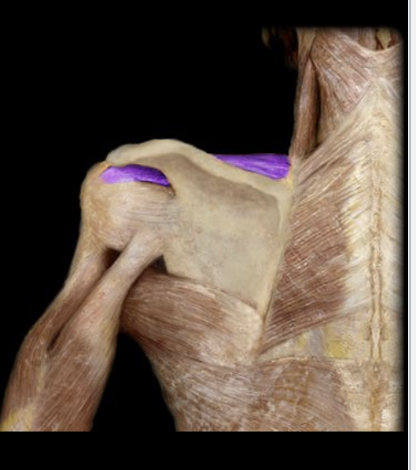 <p>What the highlighted structure is acting on the<strong> <mark data-color="#fcf9d5" style="background-color: rgb(252, 249, 213); color: inherit;">humerus rotator cuff</mark></strong>. What muscle is this called?</p>