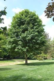 <p>Latin Name: Acer Macrophyllum</p><p></p>
