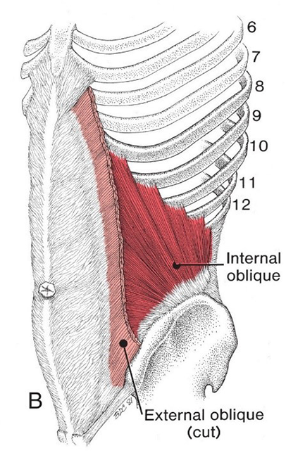 <p>External oblique</p>