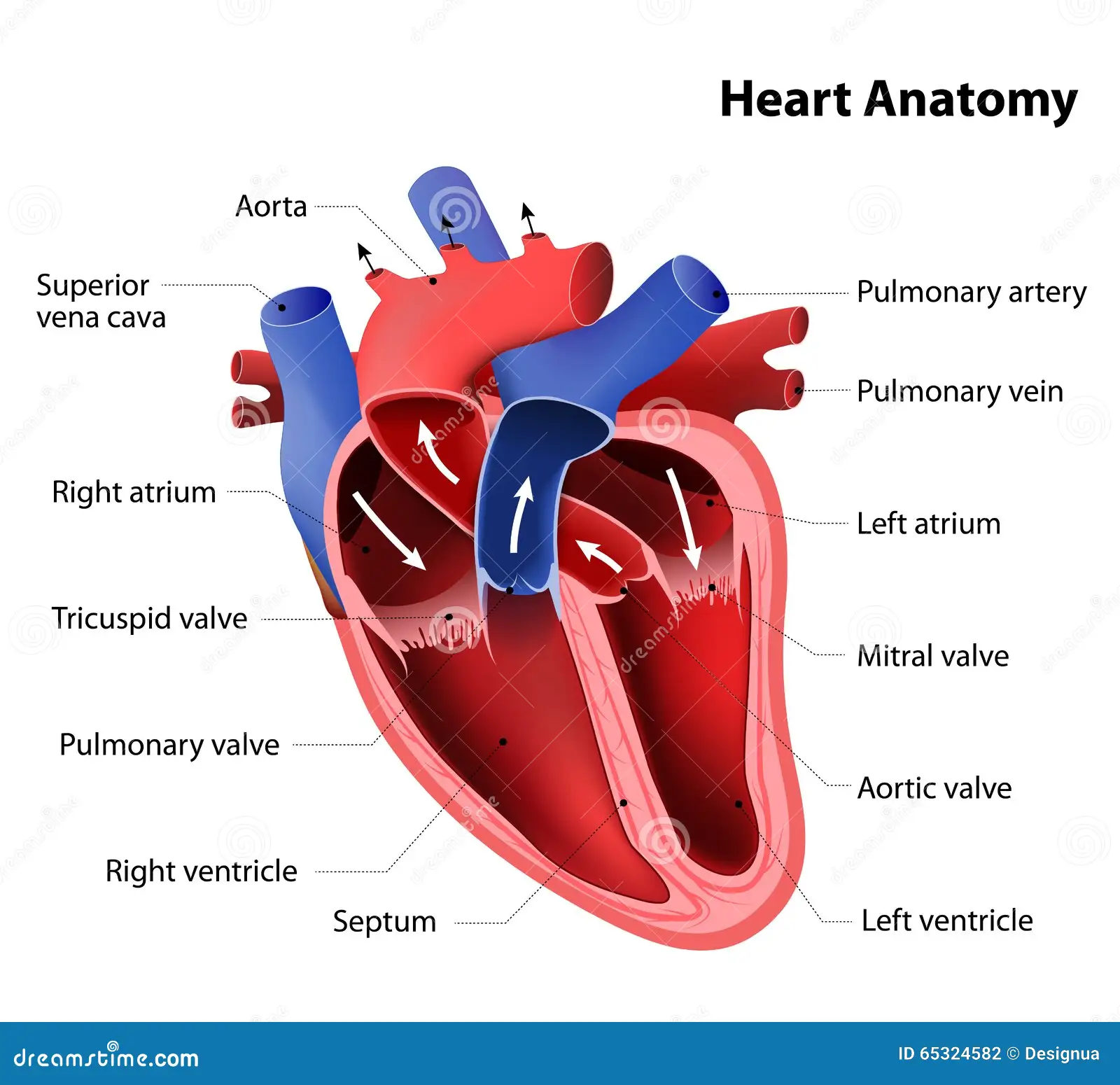 <p>Right Side:</p><ul><li><p>Right Atrium</p></li><li><p>Right Ventricle</p></li><li><p>contains deoxy blood </p></li><li><p>low pressure </p></li><li><p>sends blood to the lungs to get O2 </p></li></ul><p>Left Side:</p><ul><li><p>Left Atrium </p></li><li><p>Left Ventricle </p></li><li><p>Contains Oxy Blood </p></li><li><p>High Pressure due to greater Blood volume </p></li><li><p>Pushes blood to whole body </p></li></ul><p></p>