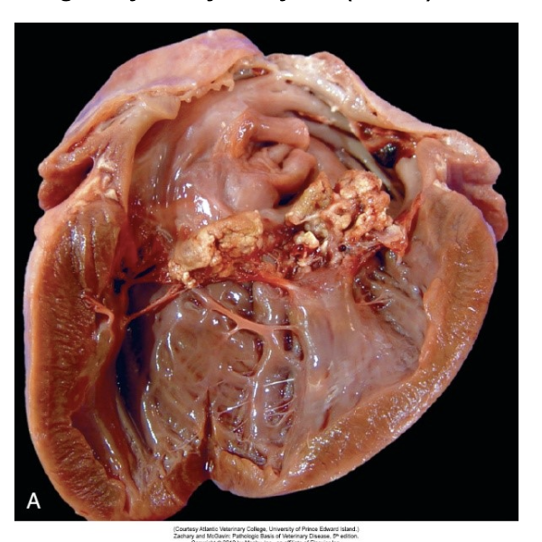 <p><strong>Du obducerar en kalv och gör följande fynd i hjärtat (se bild).</strong></p><p class="p1"><strong>a)</strong> Ange diagnos för hjärtförändringen. <strong>(1p)</strong></p>
