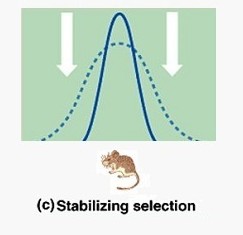 <p>Narrow bell curve, the average version of a trait is most advantageous </p>