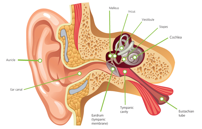 <ol><li><p><u>OUTER EAR</u></p><ol><li><p>auricle</p></li><li><p>external auditory canal (ear canal)</p></li><li><p>tympanic membrane (ear drum)</p></li></ol></li><li><p><u>MIDDLE EAR</u></p><ol><li><p>eustachian/auditory tube</p></li><li><p>auditory ossicles</p><ol><li><p>incus</p></li><li><p>malleus</p></li><li><p>stapes</p></li></ol></li></ol></li><li><p><u>INNER EAR</u></p><ol><li><p>oval window</p></li><li><p>round window</p></li><li><p>semi-circular canals</p></li><li><p>cochlea</p></li></ol></li></ol><p></p>