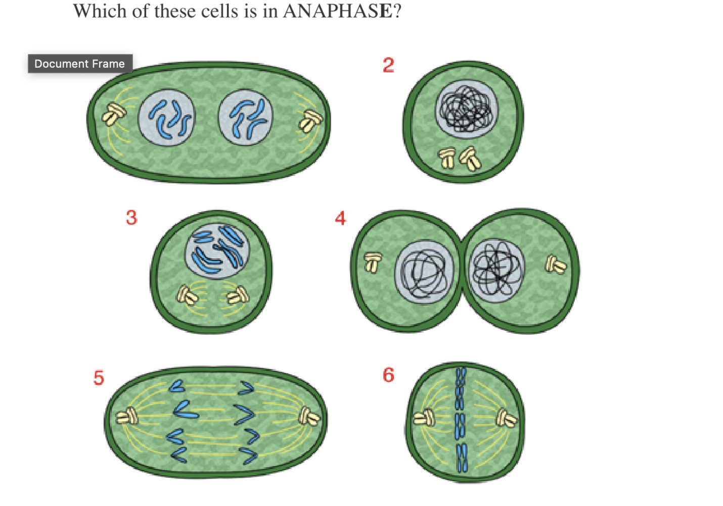 <p><span>Which of these cells is in ANAPHASE?</span></p>