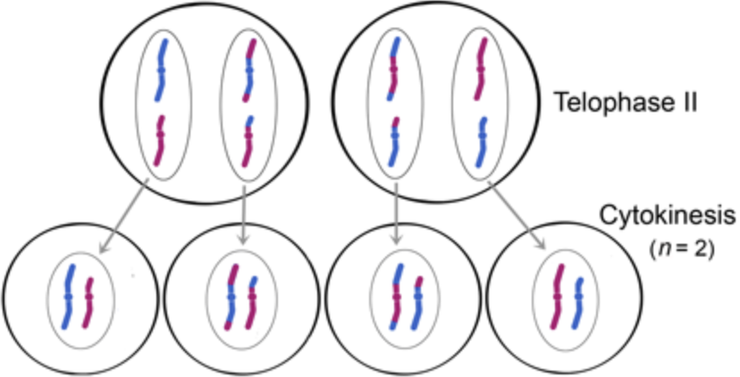 <ul><li><p><span>4 nuclei form at the opposite poles</span></p></li><li><p><span>Nuclear membrane reforms around each</span></p></li><li><p><span>Spindle fibres break down</span></p></li><li><p><span>Chromosomes decondense into chromatin</span></p></li></ul><p></p><p></p>