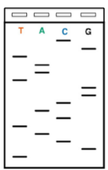 <p><span style="background-color: transparent;"><strong>I set up an old fashioned Sanger sequencing reaction with radiolabeled ddNTPs. I run each reaction with a specific labeled nucleotide (shown on gel) and an excess of the rest of the normal dNTPs. I then run a gel with my Sanger sequencing products, shown. What is the sequence of my fragment (please include polarity)?</strong> </span></p><p><span style="background-color: transparent;">(Lecture #7-8 Questions)</span></p>