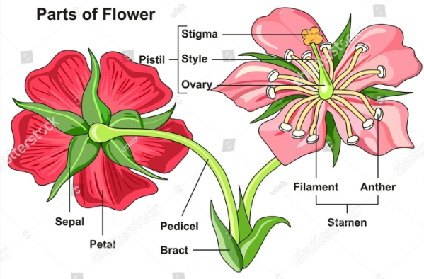 <p>pistil (megasporophylls):</p><ul><li><p>stigma</p></li><li><p>style</p></li><li><p>ovary</p></li><li><p>ovule</p></li></ul><p></p>