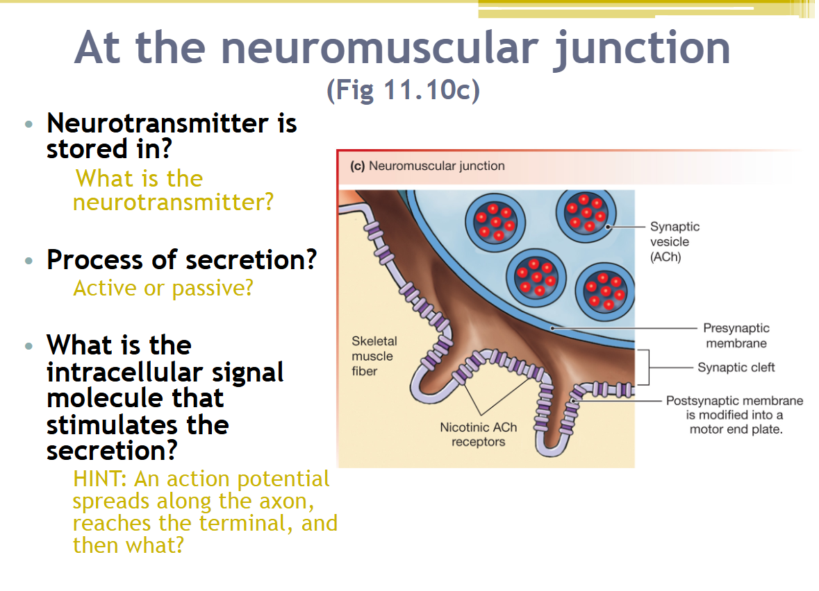 <p>At the neuromuscular junction…</p>