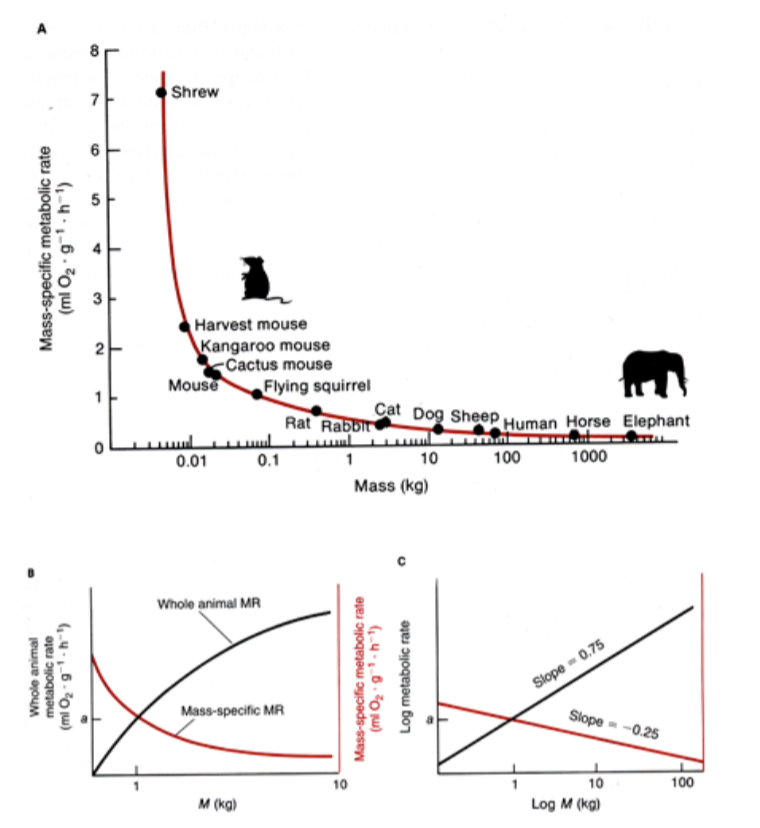 <p>Kleiber’s Law: BMR α Mass<sup>3/4 </sup></p><p></p><p>Remember that although BMR increases with increasing mass, the mass-specific BMR decreases with an increase in animal size.</p>