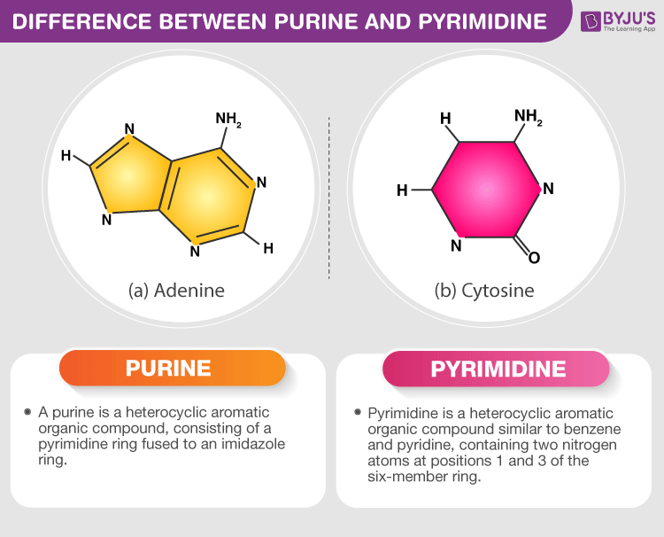 <p>Adds –OH to the purine/pyrimidine → generates reactive oxygen species (ROS)</p>