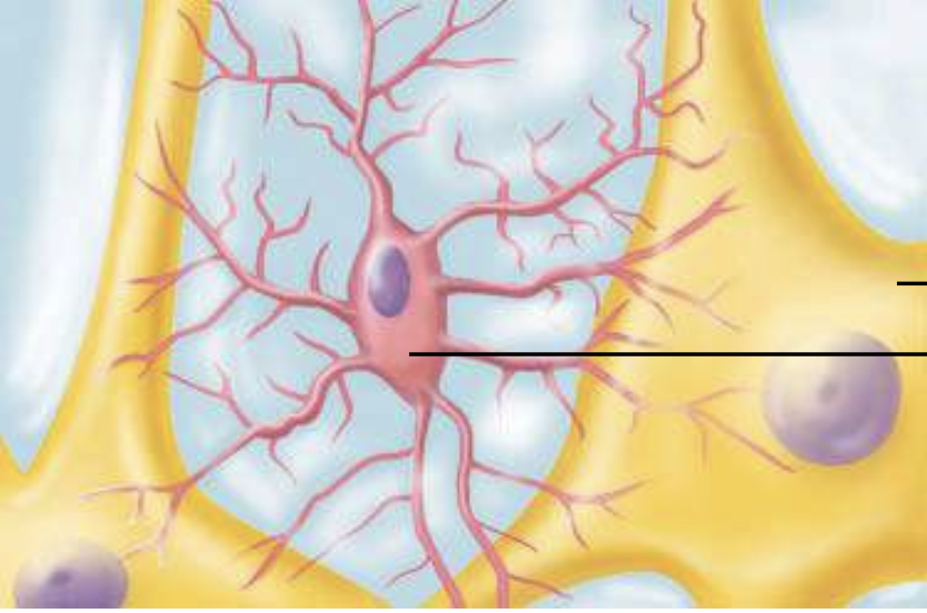 <p><span style="line-height: 22.0875px;">ID the cell type, location of cell type, function&nbsp;</span></p>