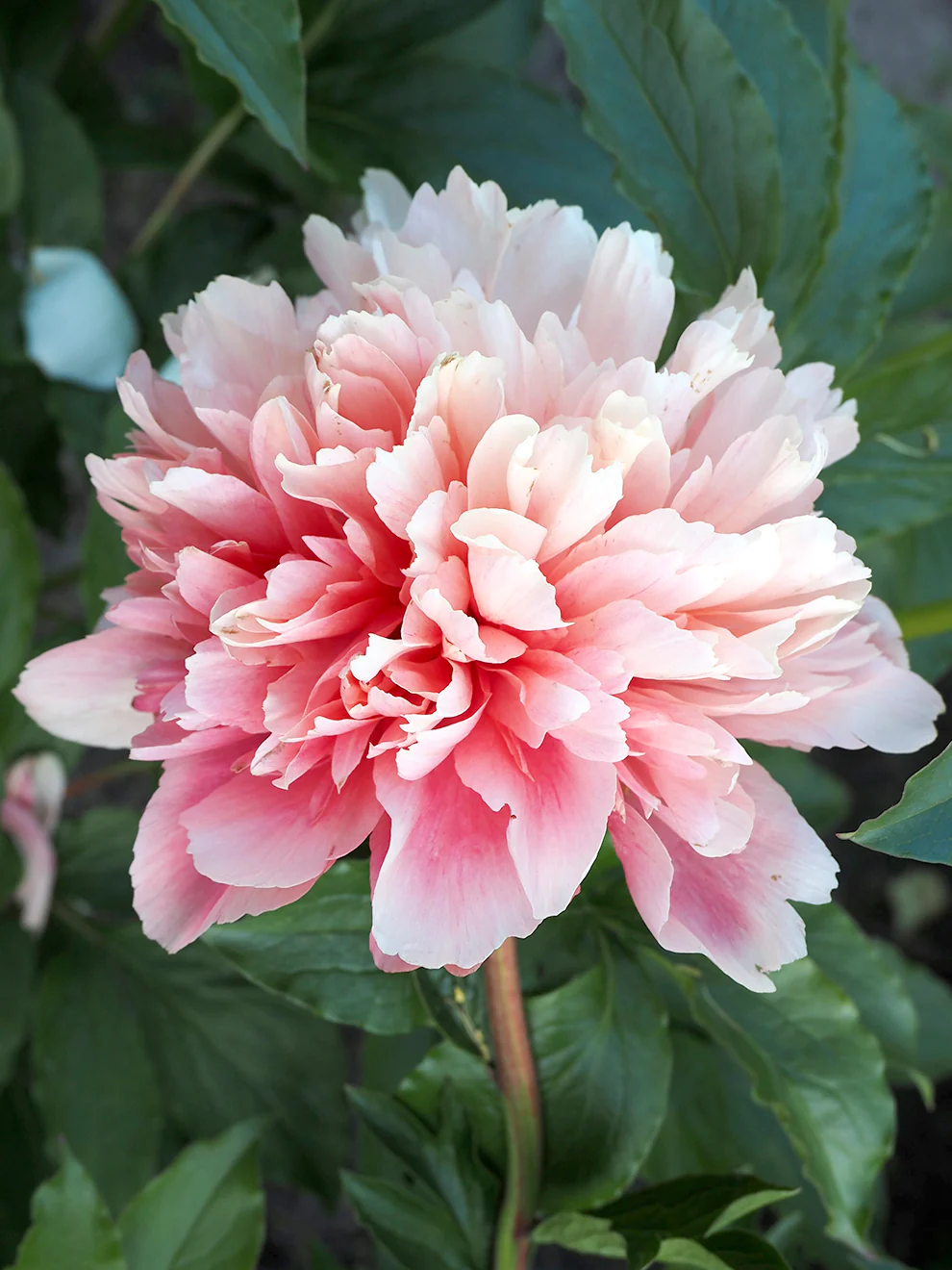 <p>Peony</p>