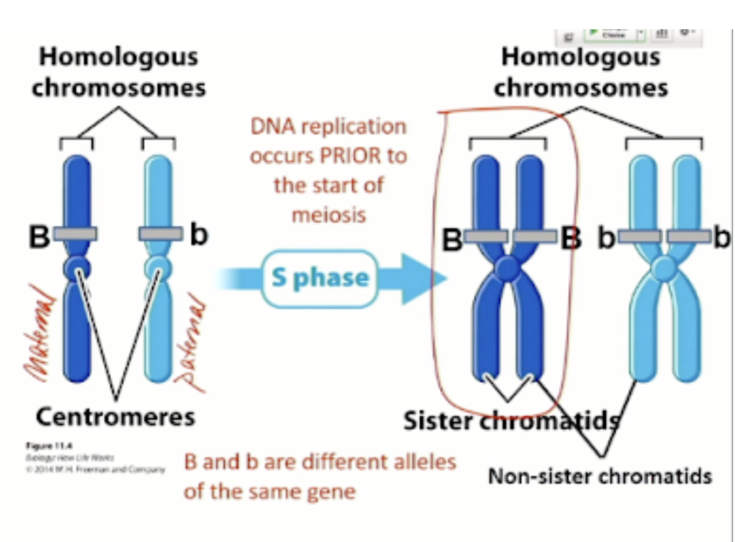<p>sister chromatids</p>