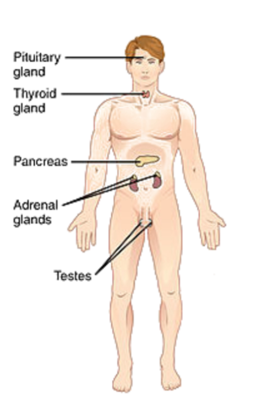 <p>endocrine system </p>