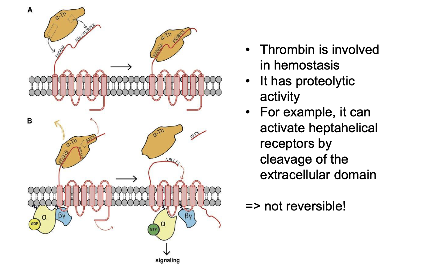 <p>Thrombin</p>