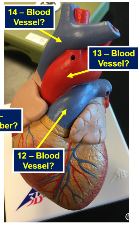 <p>What is blood vessel 12</p>