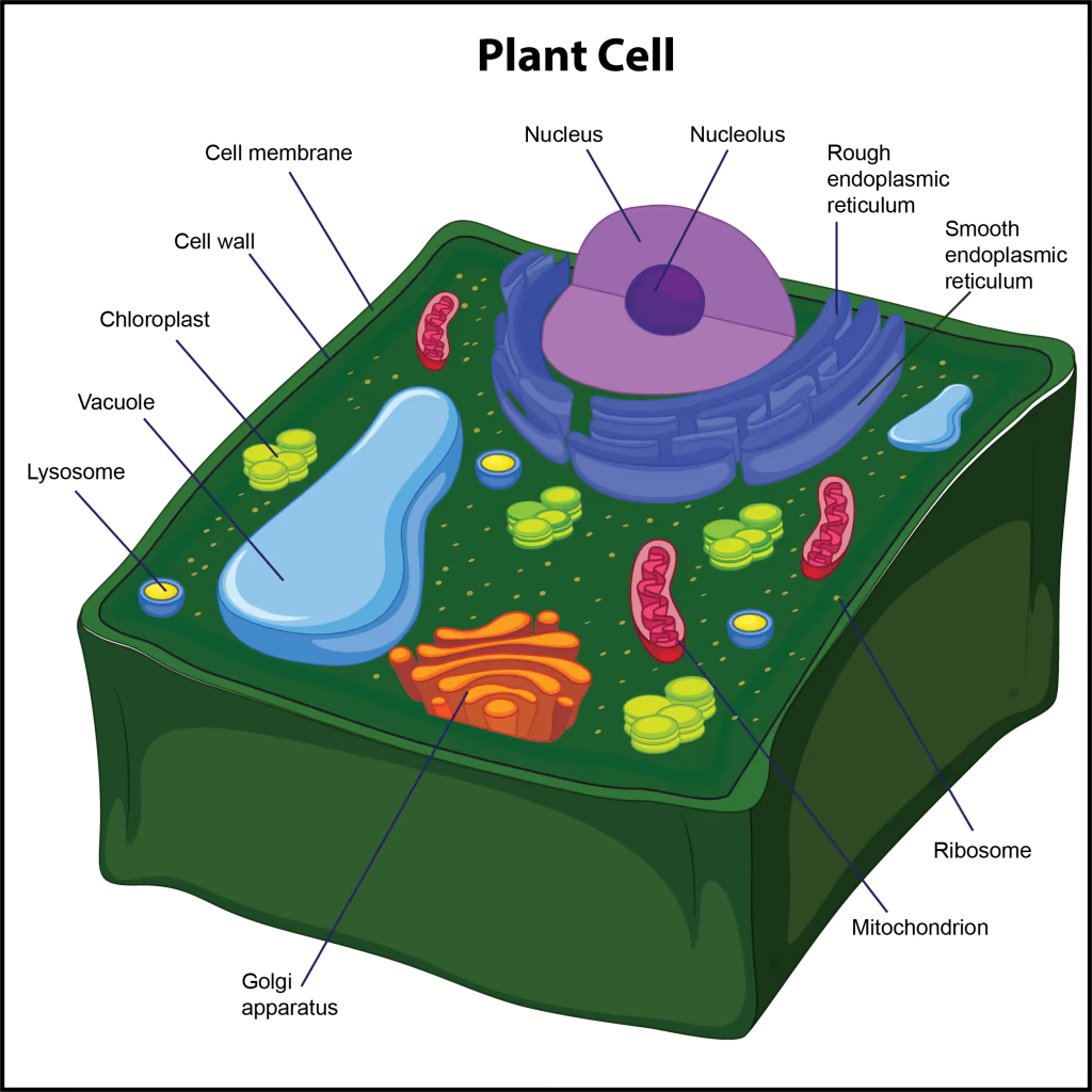 <p>what is function of cell wall </p>