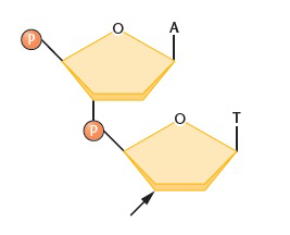 <p>DNA</p>