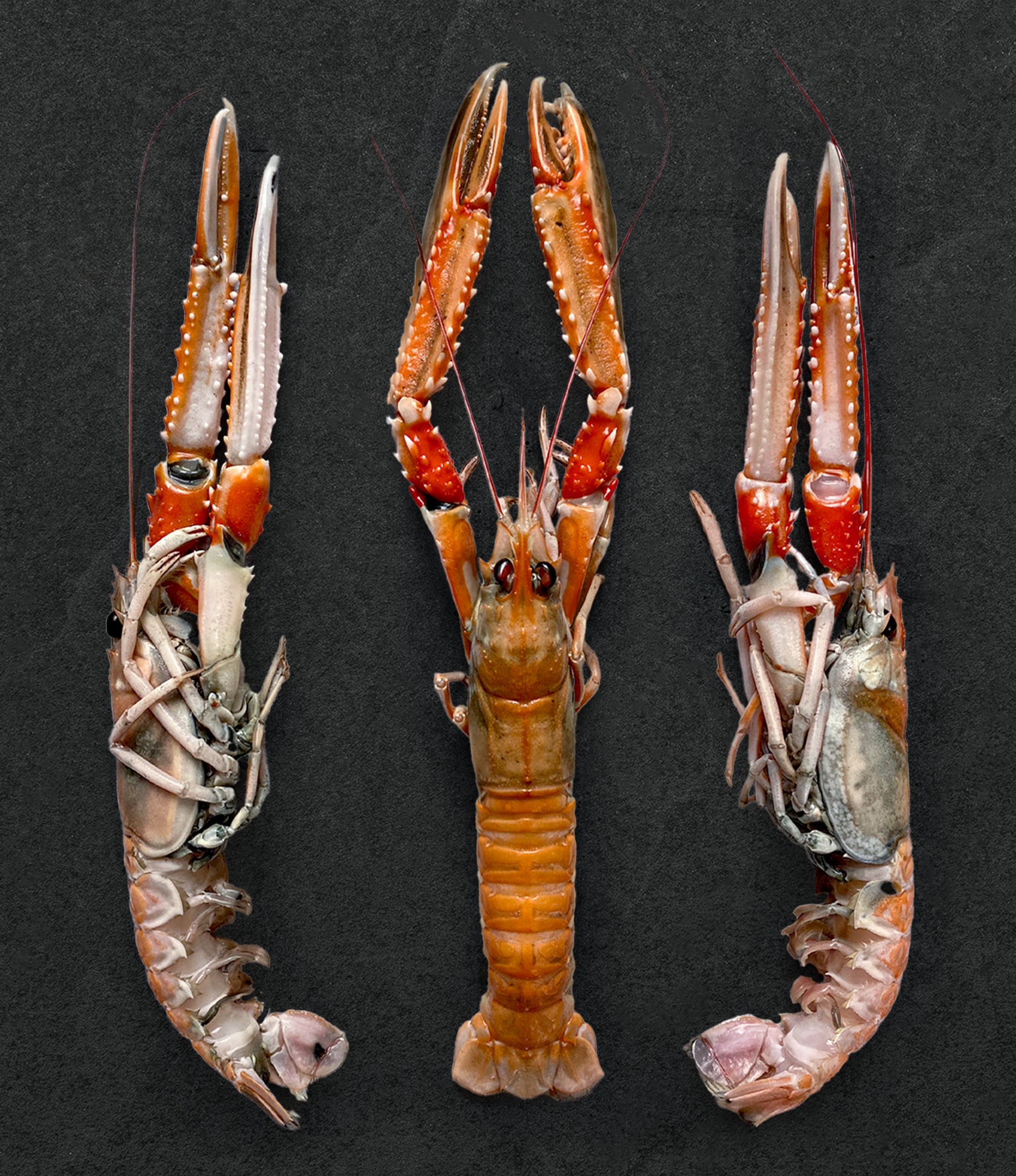 <p>langoustine</p>