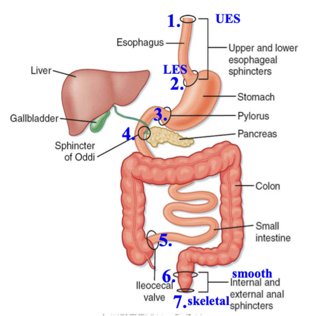 <ol><li><p>Upper esophageal sphincter</p></li><li><p>Lower esophageal sphincter</p></li><li><p>Pylorus sphincter</p></li><li><p>Sphincter of Oddi (allows entry of bile and enzymes)</p></li><li><p>Ileocecal (valve from small intestine to large intestine)</p></li><li><p>Internal anal sphincter (involuntary controlled)</p></li><li><p>External anal sphincter (voluntarily controlled, skeletal)</p></li></ol><p></p>