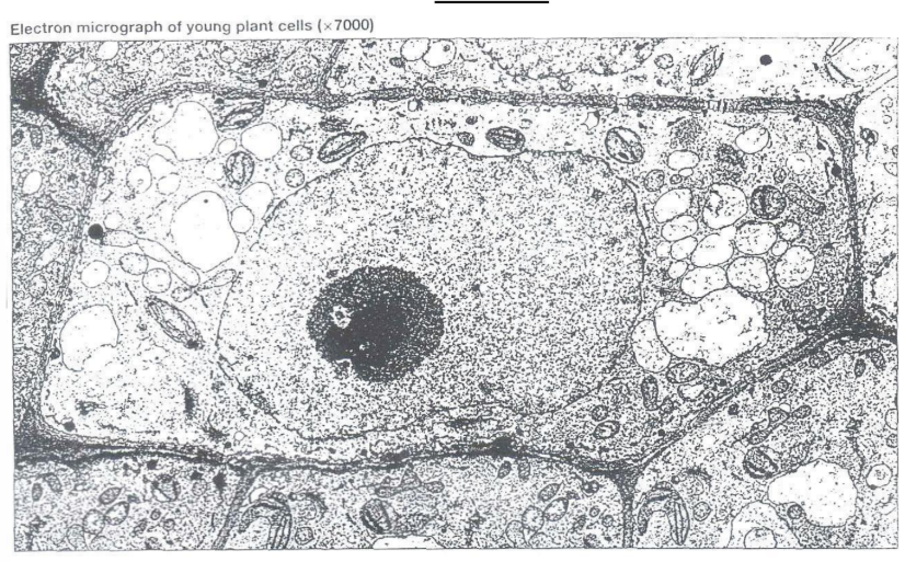 <p>Plant cell</p>