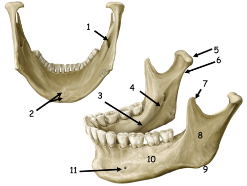 <p>Identify the structure at #2</p>