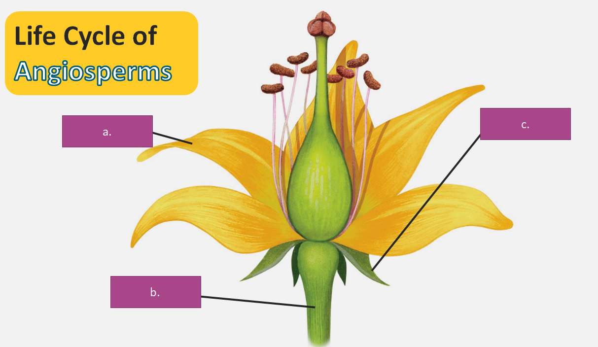 <p>A:</p><p>B:</p><p>C:</p><p>____</p><p>A. Anther</p><p>B. Carpel</p><p>C. Petal</p><p>D. Filament</p><p>E. Sepal</p><p>F. Ovule</p><p>G. Pedicel</p><p>H. Receptacle</p>