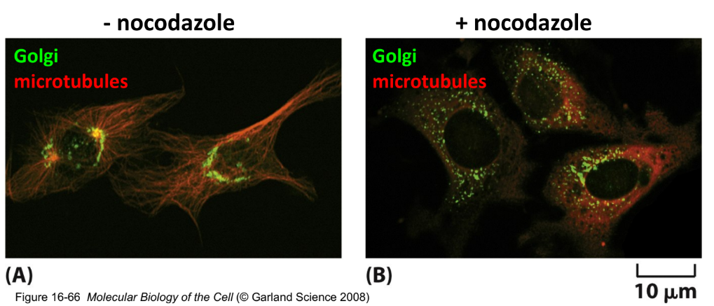<p>MTs = help position Golgi + ER</p><ul><li><p>Golgi → centrosome</p><ul><li><p>Dyneins help keep Golgi near centrosome</p></li></ul></li><li><p>ER → along MTs + cytoplasmic branches</p><ul><li><p>Kinesins help keep ER positioned to cell periphery</p></li></ul></li></ul><p></p><p>Drug added → MT = disrupted → Golgi fragmented + ER collapses</p>