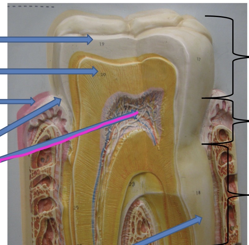 knowt flashcard image
