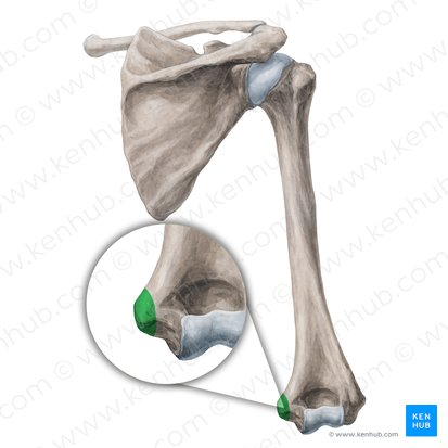 <p>medial epicondyle of the humerus bone</p>