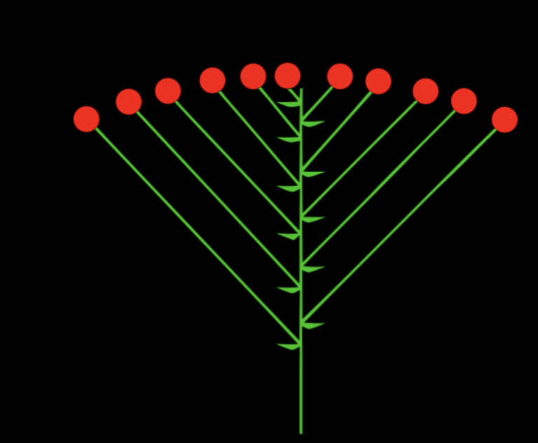 <p>Unbranched, indeterminate inflorescence that is flat topped or convex</p>