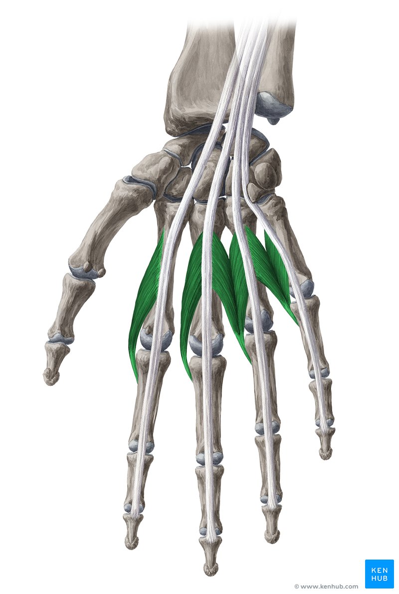 <p>whats the action of the lumbricals?</p>