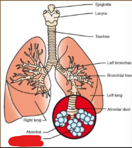 <p>what is it (Respiratory System)</p>