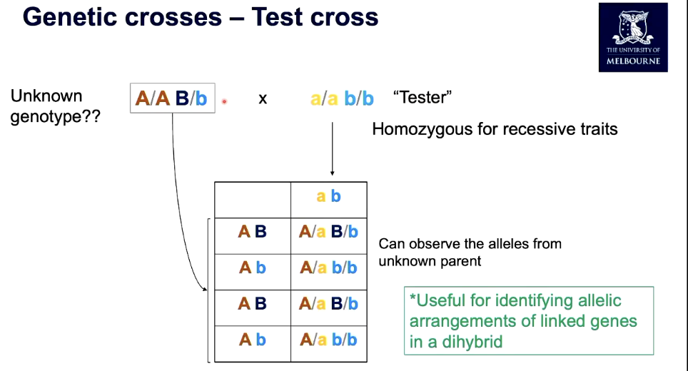 <p>when unknown genotype, can work backwards</p>