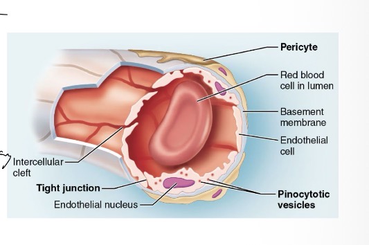 <p>cells are tightly held together with intercellular clefts that allow small molecules to pass while holding back large molecules</p><ul><li><p>Found in most tissues</p></li><li><p>May contain pericytes</p></li></ul><p></p>