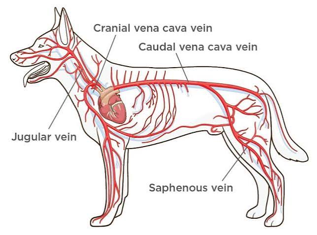 <p>Central IV catheter (IVC) location</p>
